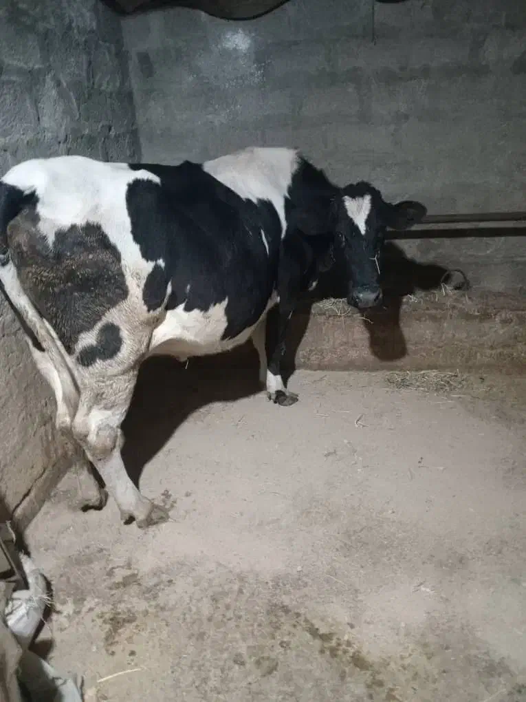 گاو آبستن گاو شیری|حیوانات مزرعه|نشتارود, |دیوار