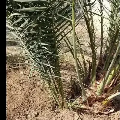 پاجوش بری|گل و گیاه طبیعی|خورموج, |دیوار