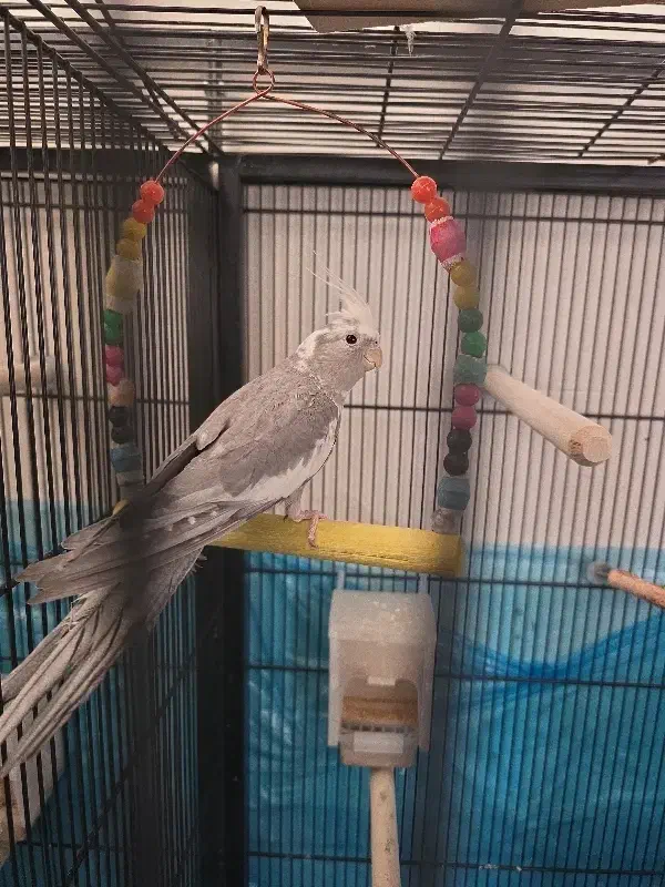 جوجه عروس|پرنده|یزد, |دیوار