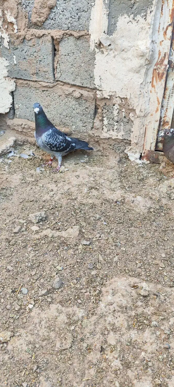 کبوتر|پرنده|خواف, |دیوار