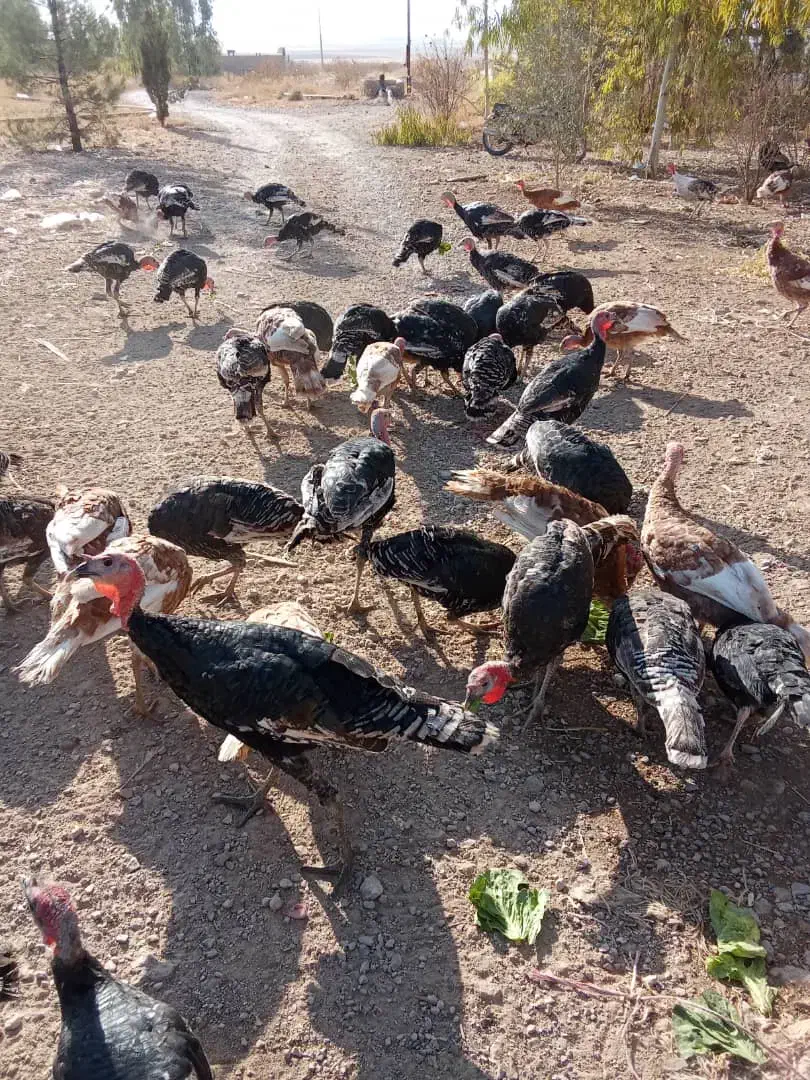 بوقلمون برونز و بوربون|حیوانات مزرعه|شیراز, داریون|دیوار