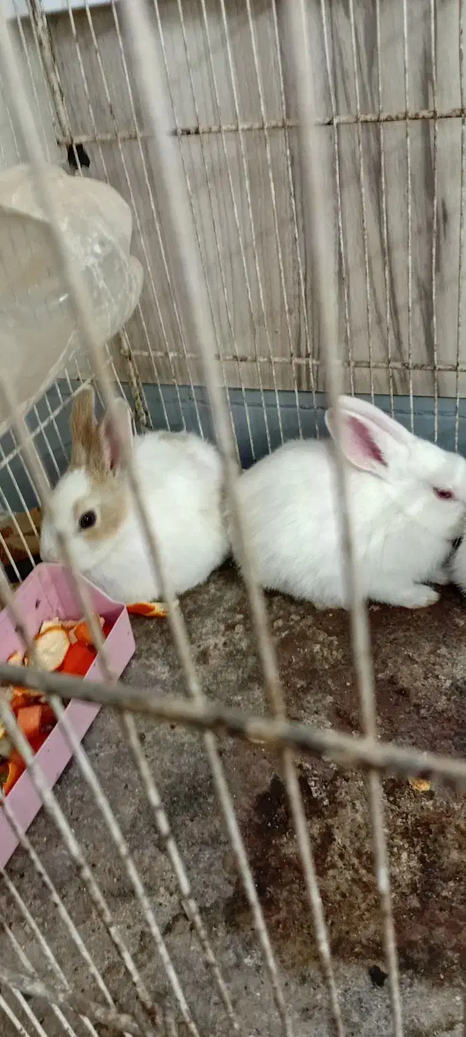 سه عدد خرکوش سفید چشم شرابی|موش و خرگوش|تربت جام, یحیی آباد|دیوار