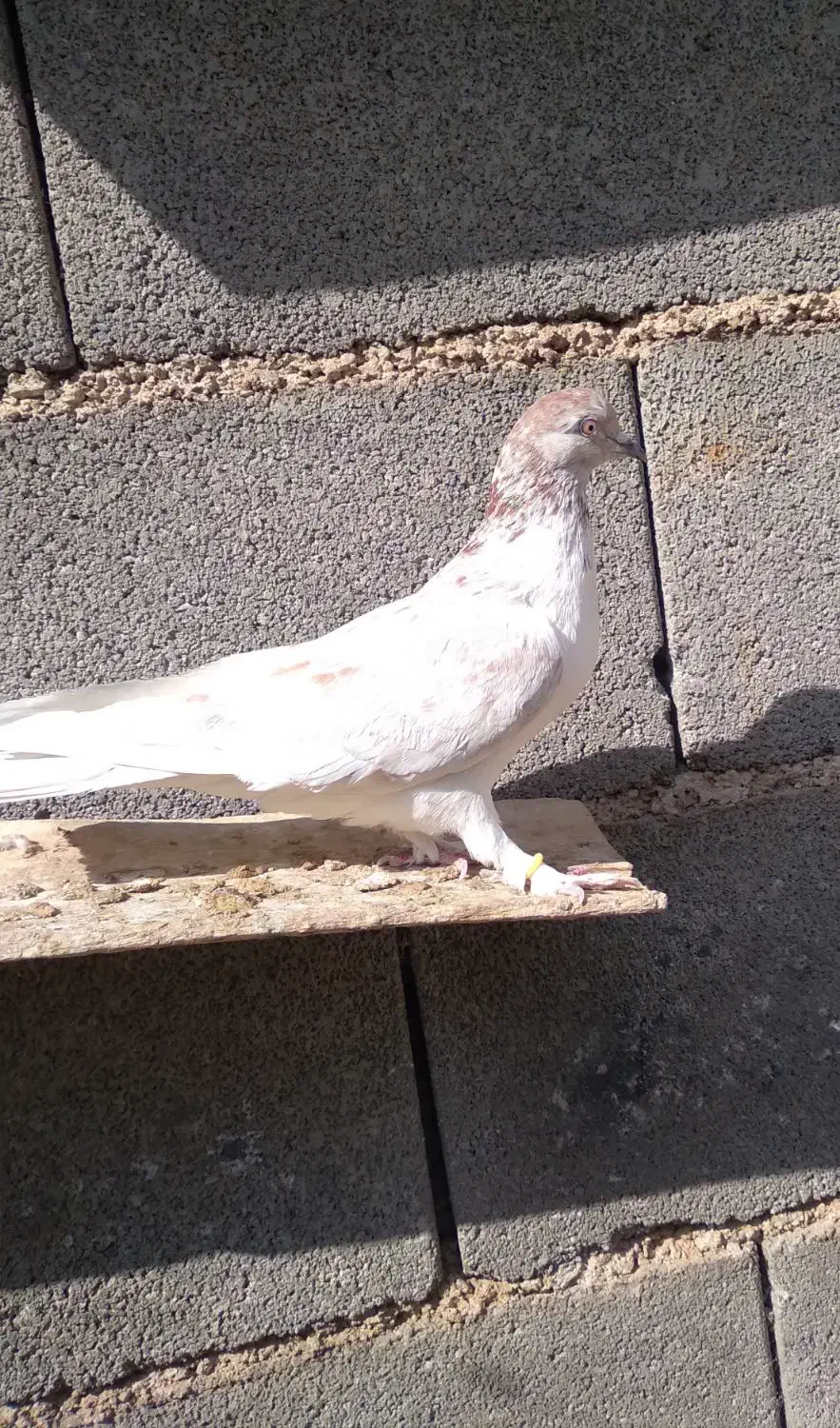 کبوتر|پرنده|نورآباد, |دیوار