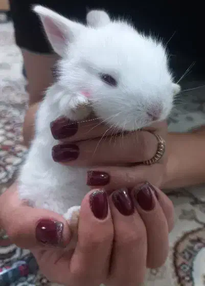 خرگوش چلوندنی و لوپ|موش و خرگوش|ساری, |دیوار