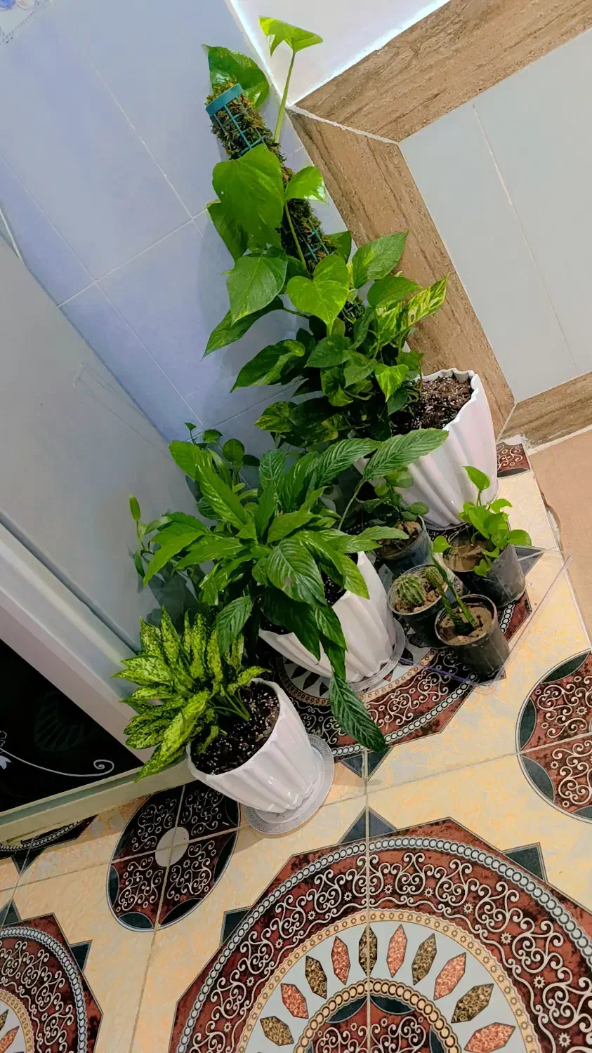 گل های قشنگ و سالم برای فروش|گل و گیاه طبیعی|ایذه, |دیوار