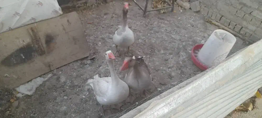 مرغ و بقلمون حیوانات مزرعه|حیوانات مزرعه|تویسرکان, |دیوار