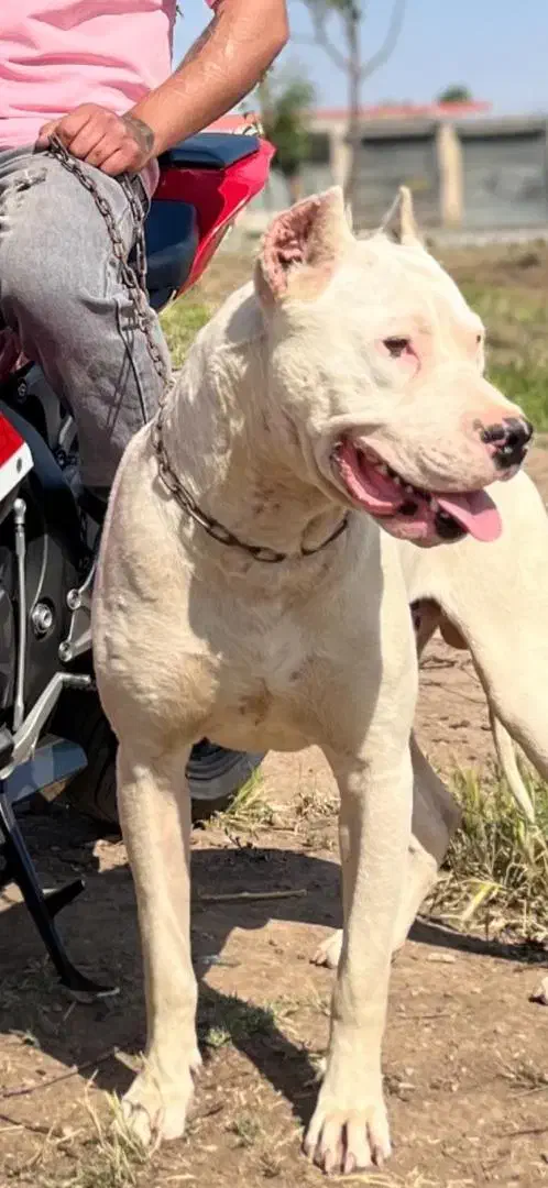 سگ شکارچی|سگ|الوند, |دیوار