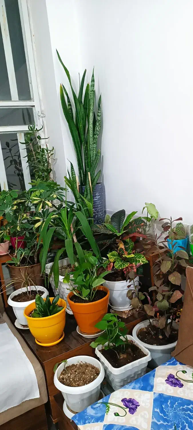 زمین مسکونی درمحدوده طرح هادی|فروش زمین و ملک کلنگی|مرودشت, مجد آباد|دیوار