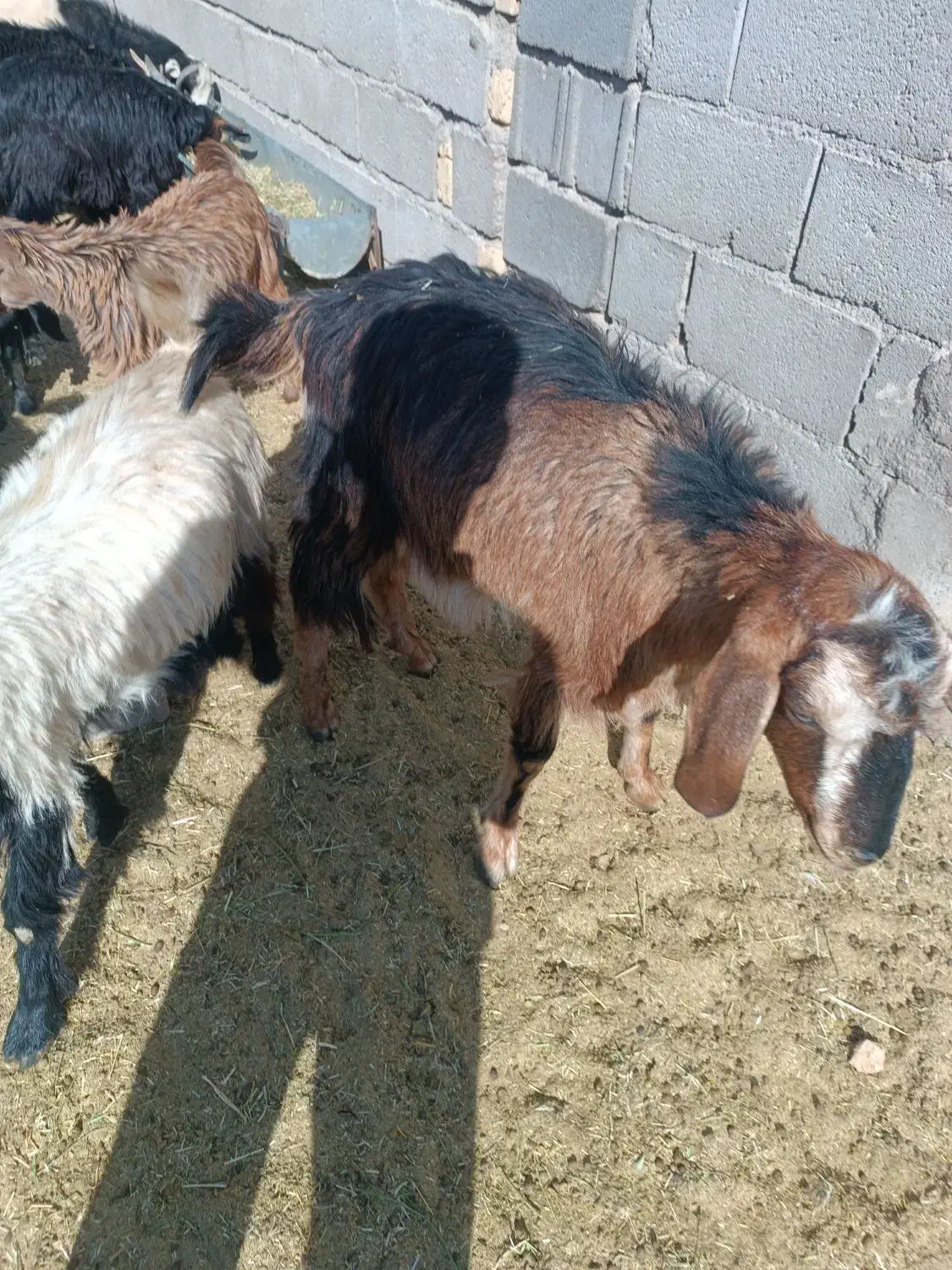 بزغاله الپاین|حیوانات مزرعه|شهرضا, |دیوار