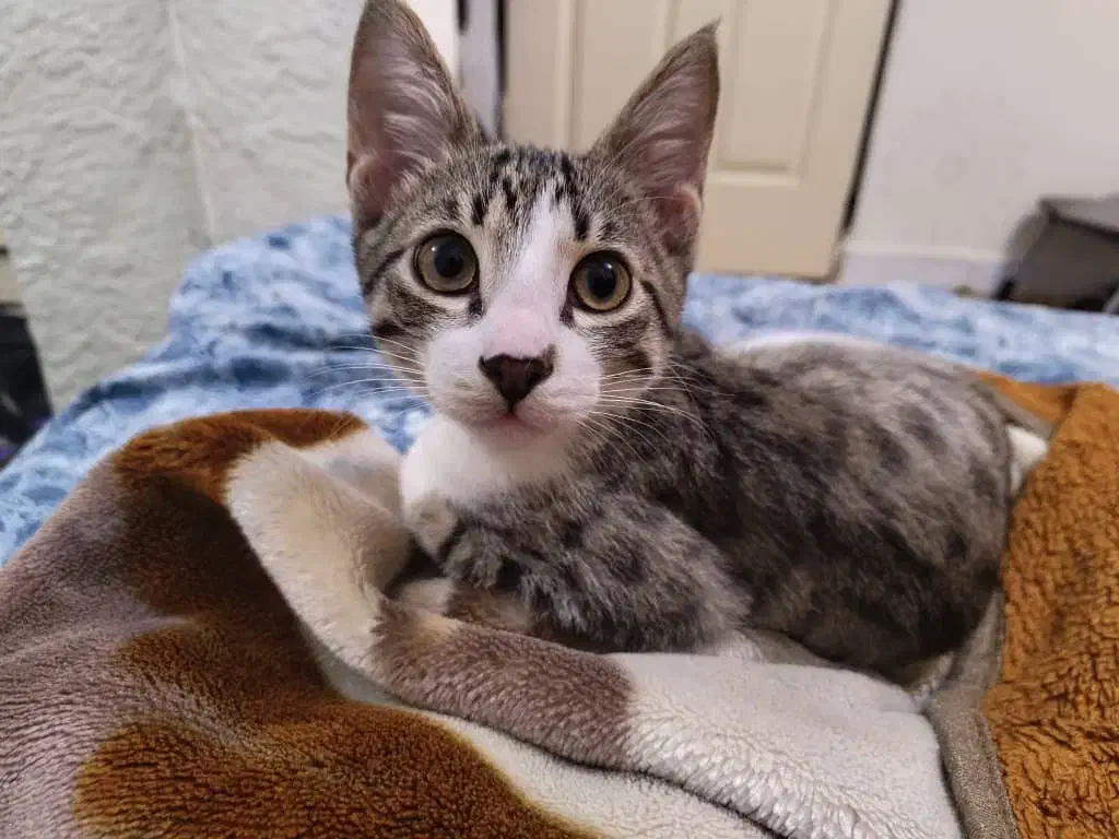 واگذاری رایگان گربه|گربه|رشت, گلسار|دیوار