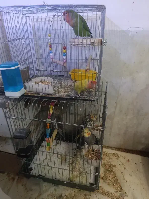 فروش ۳تا عروس هلندی با یک جفت برزیلی|پرنده|ارومیه, |دیوار