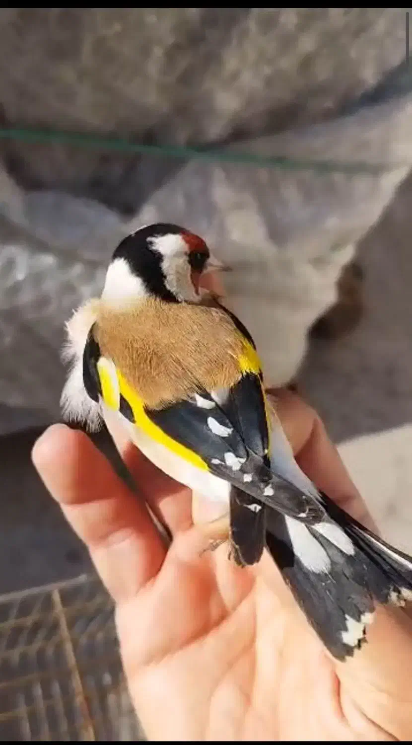 سهره سرخ|پرنده|دزفول, |دیوار