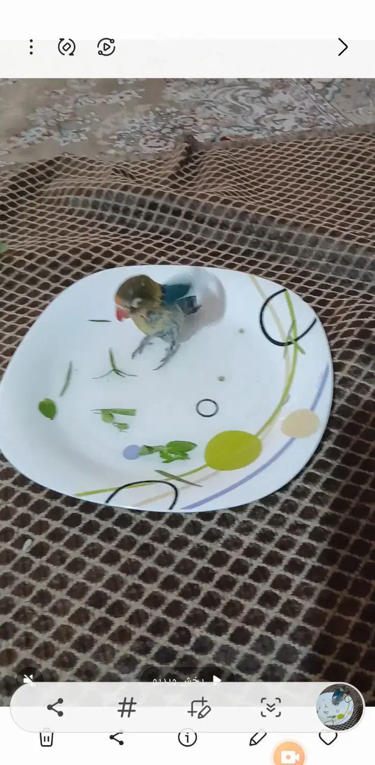 گمشده در محدوده  بلوار فضل|پرنده|نیشابور, شهرک ولیعصر|دیوار