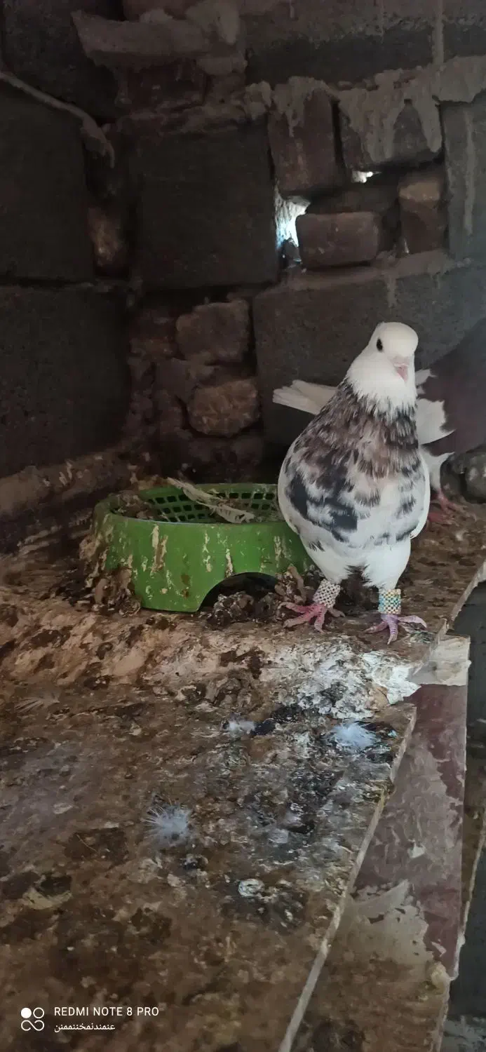 زاغ دم سفید و طوقی|پرنده|نرماشیر, |دیوار