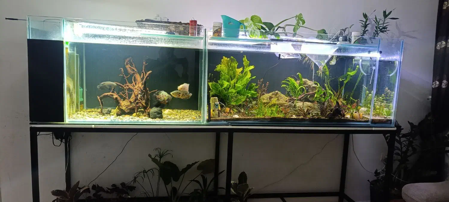 آکواریوم لوکس آماده استفاده شاسی آهنی ولوازم کامل|ماهی|ارومیه, |دیوار