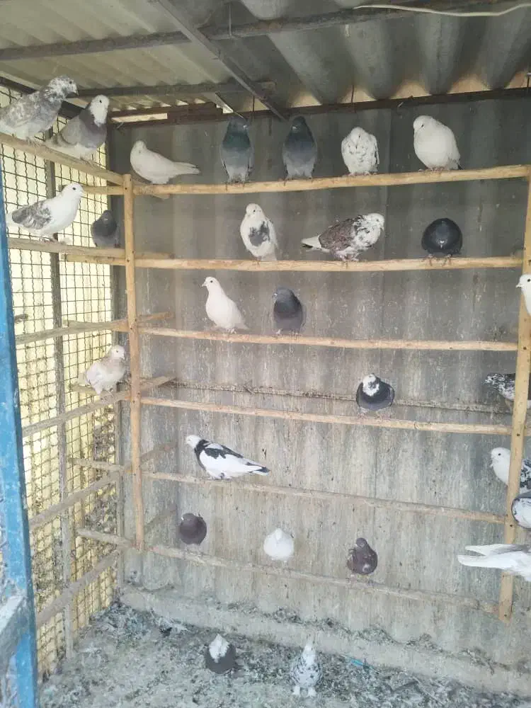 کبوتر بارجدیدرسید|پرنده|کوهدشت, |دیوار