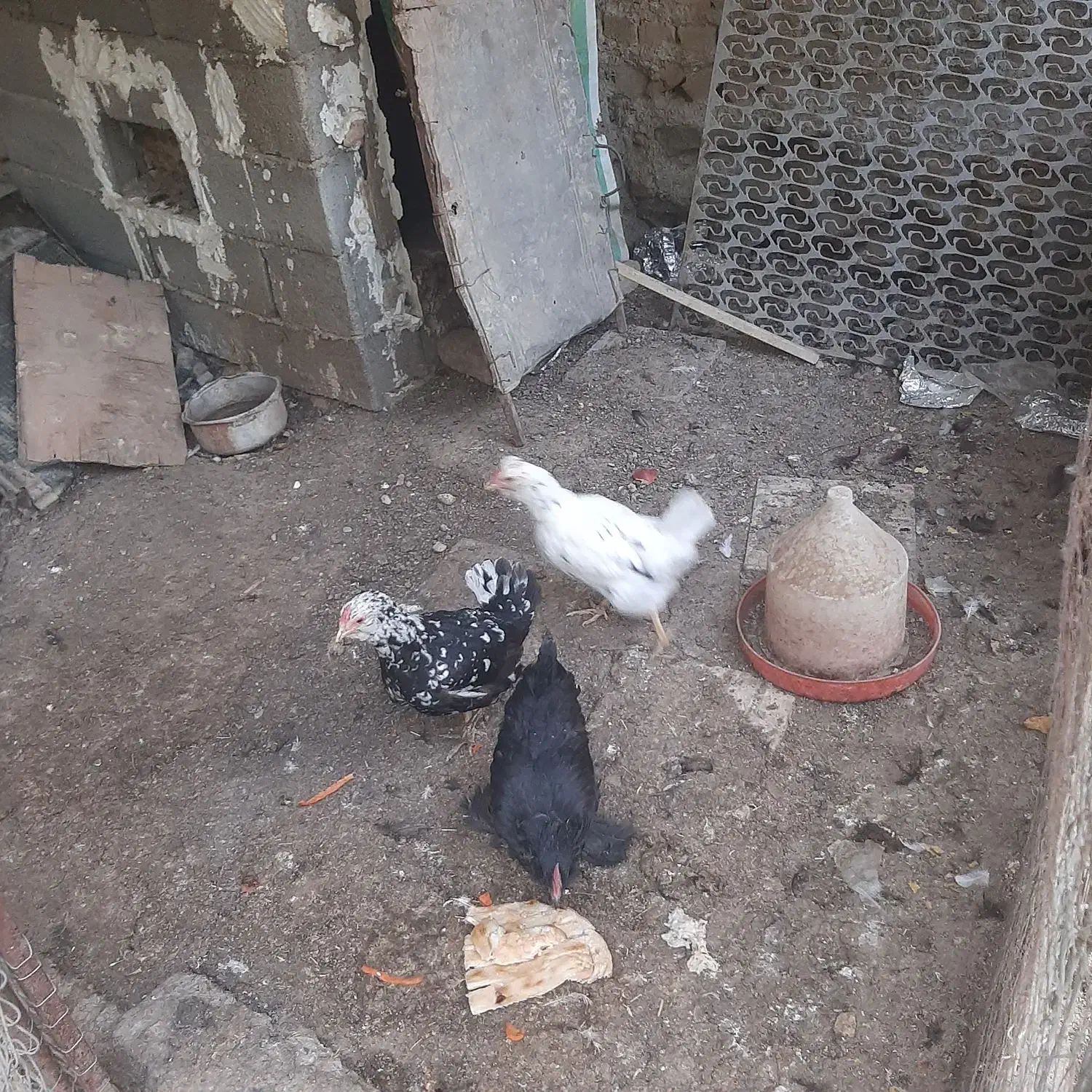 مرغ گلین و مرندی ۳عدد باهم|حیوانات مزرعه|هشتگرد, خور|دیوار