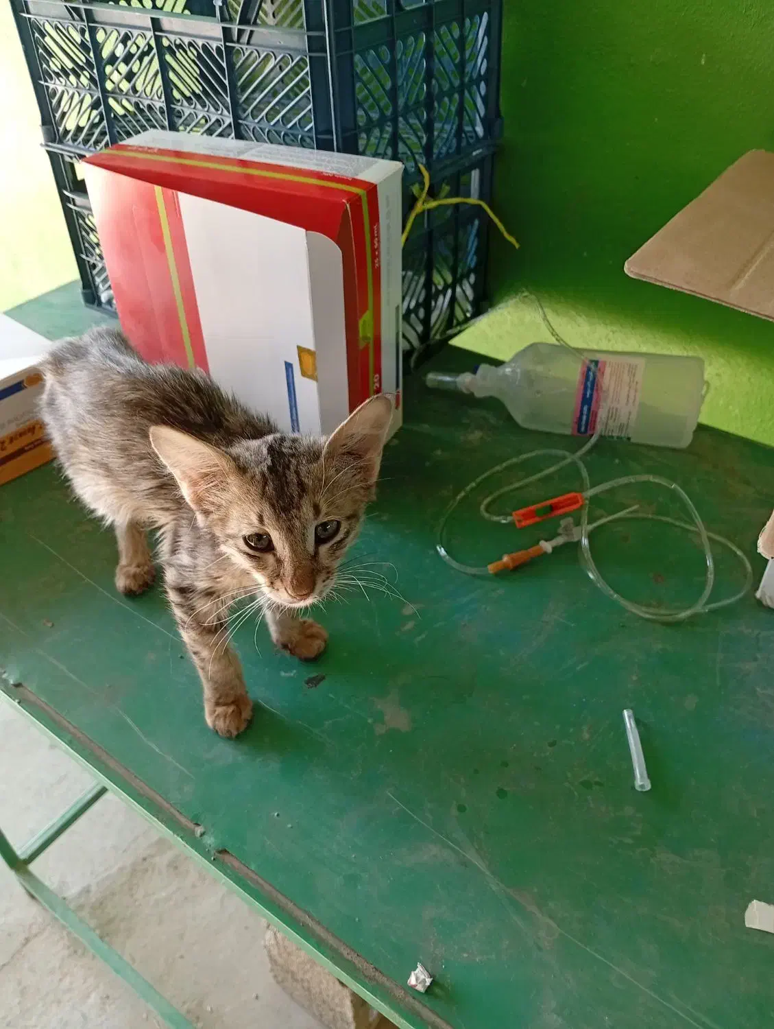 گربه مریض امیدیه شهرک یاسر|حیوانات|امیدیه, |دیوار