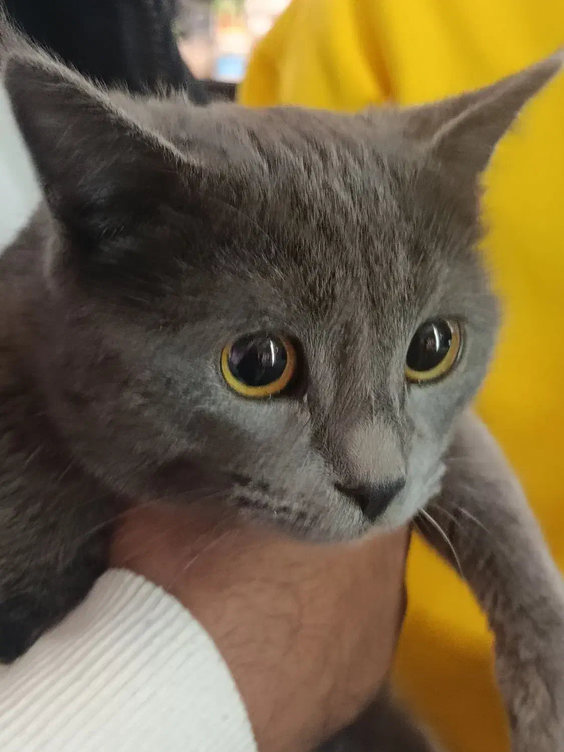 گربه راشن بلو|گربه|صدرا-فارس, فاز ۱|دیوار