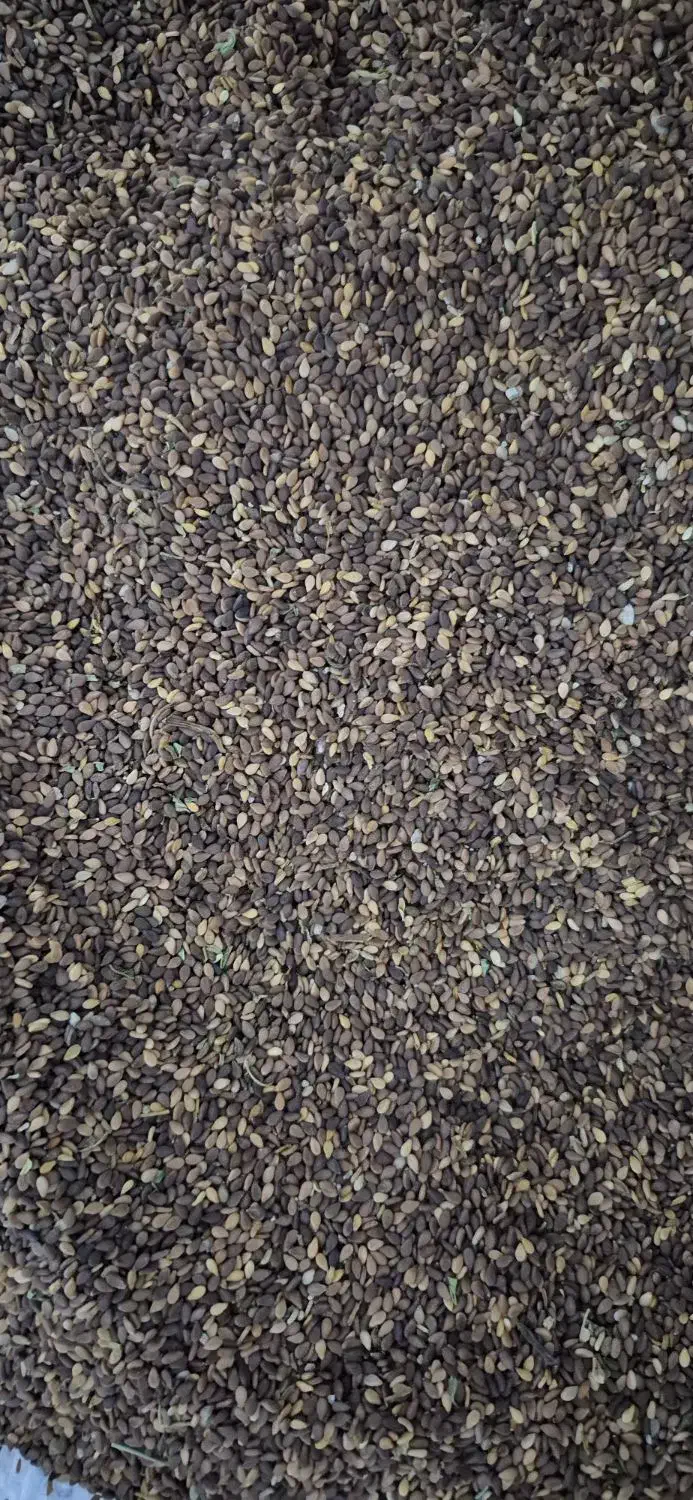 فروش کنجد|خوردنی و آشامیدنی|کامفیروز, |دیوار