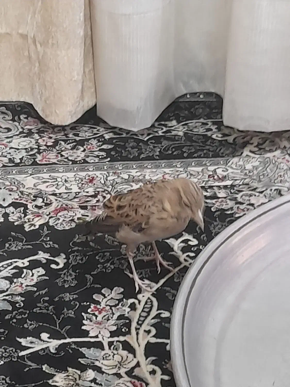 طوطی|پرنده|کارون, |دیوار