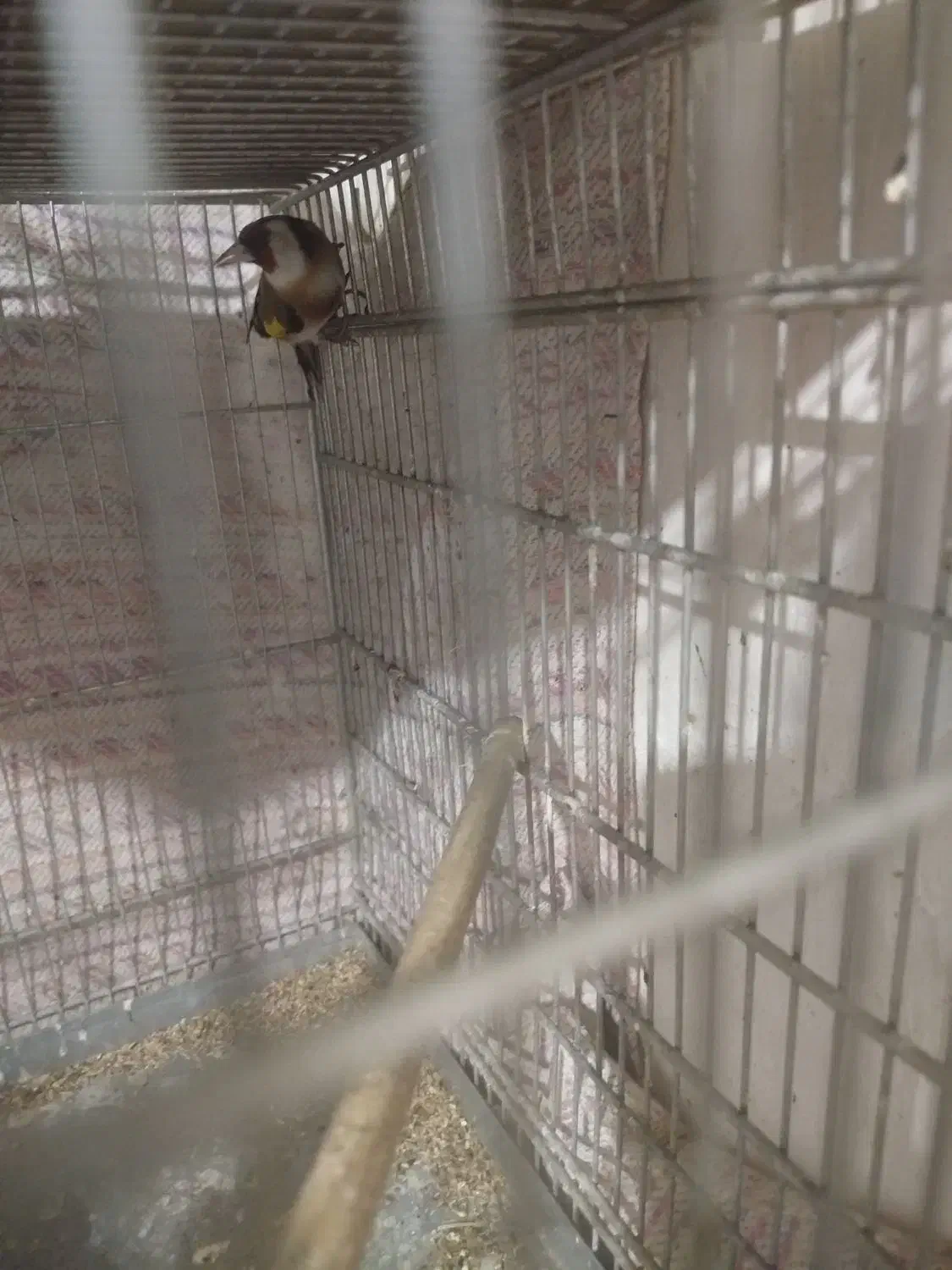 سهره پاییزه|پرنده|اراک, |دیوار