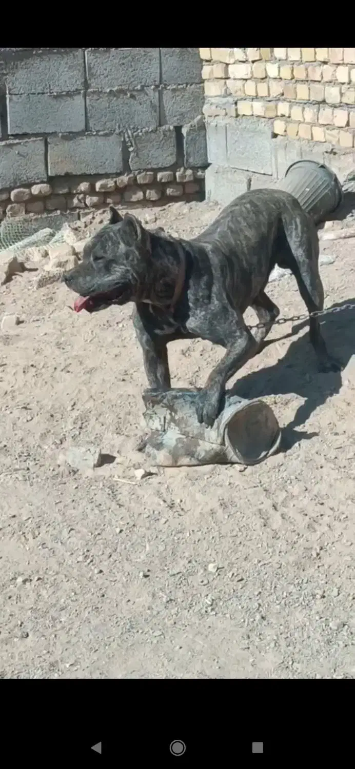 سگ نگهبان پیتبول نر ( پرساکاناریو ) اصیل|سگ|مشهد, شهرک مهر آباد|دیوار