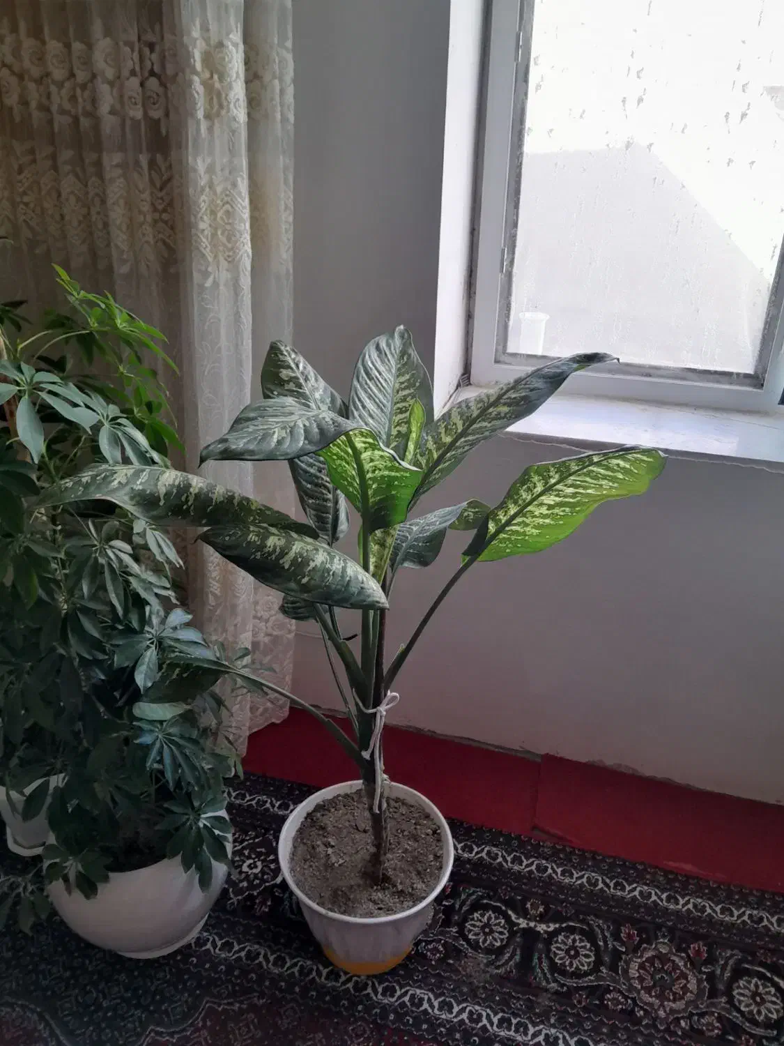 گل های خانگی|گل و گیاه طبیعی|دهگلان, |دیوار