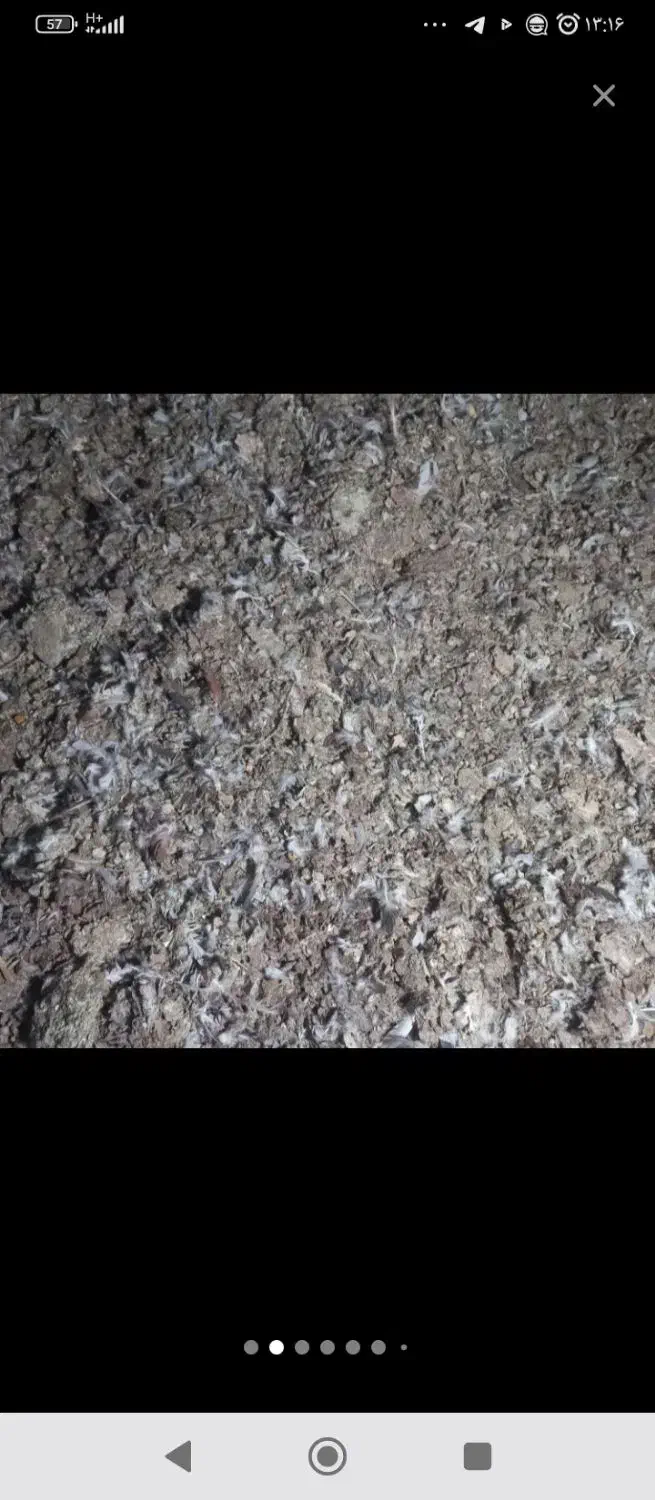 بارکفتر|پرنده|بردسکن, |دیوار