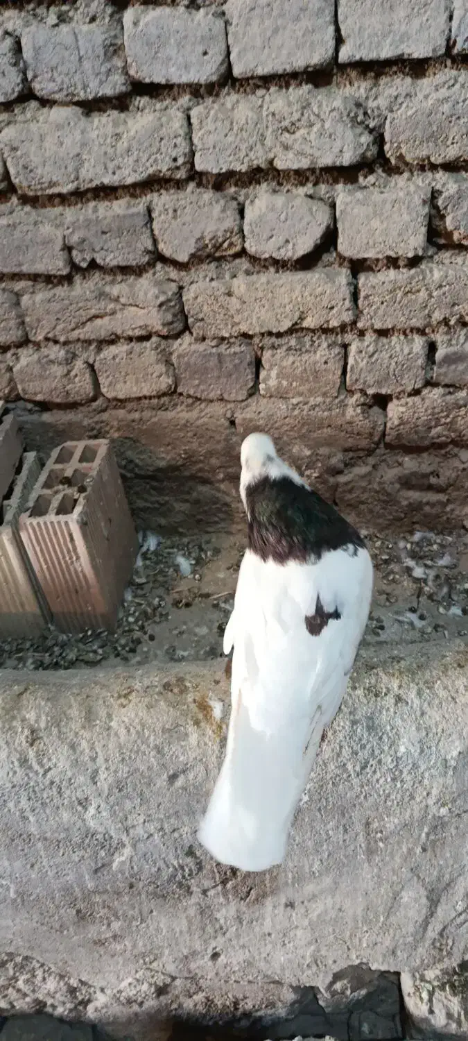 طوقی نر بسیار درشت|پرنده|داران, |دیوار