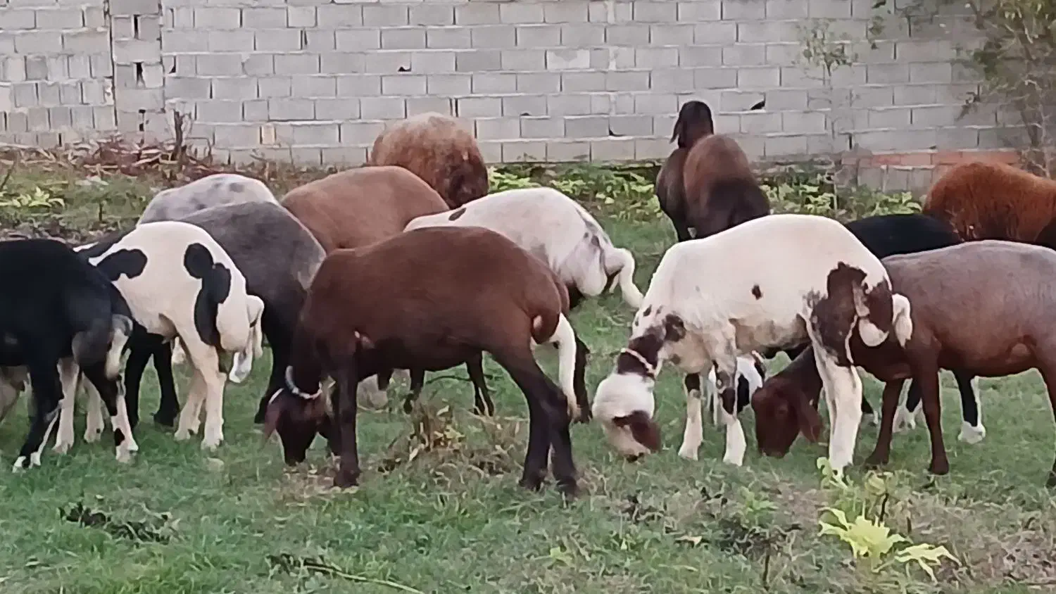 ۲۰عدد گوسفند داشتی همه کاوی|حیوانات مزرعه|ساری, |دیوار