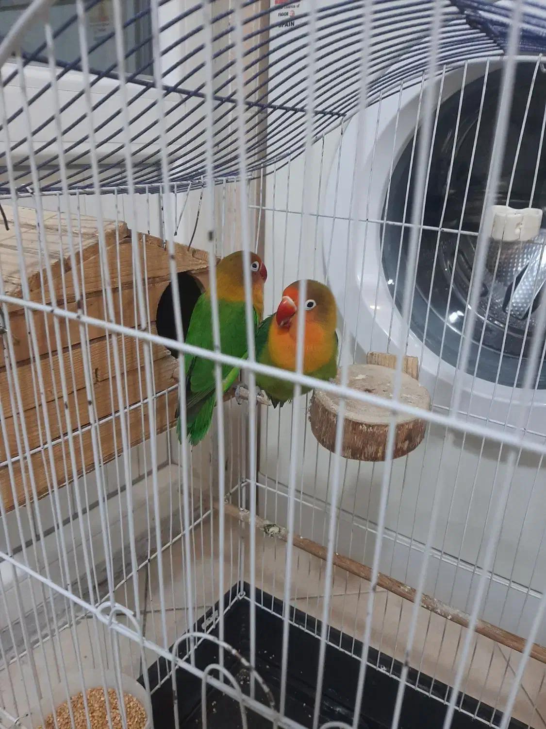 برزیلی جفت|پرنده|تهران, شهرک آزادی|دیوار