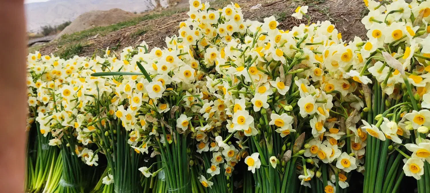 پخش عمده روزانه گل نرگس|گل و گیاه طبیعی|جره و بالاده, |دیوار