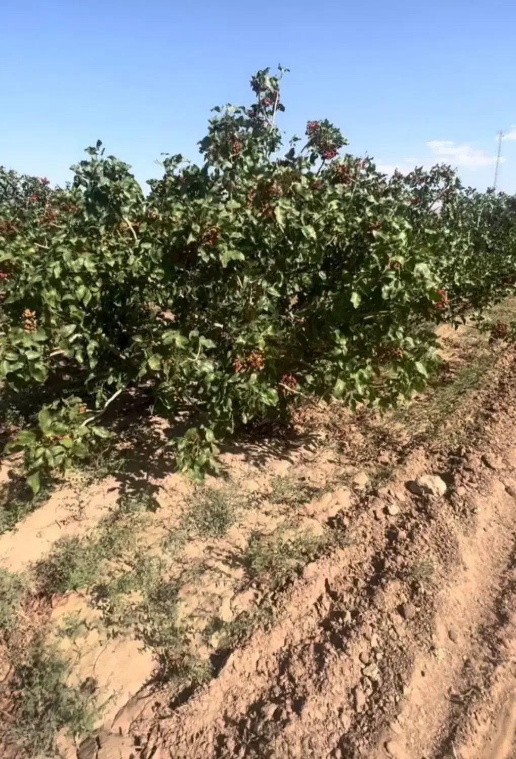 باغ پسته 850میلیون|فروش دفتر صنعتی، کشاورزی، تجاری|نیشابور, ریوند|دیوار