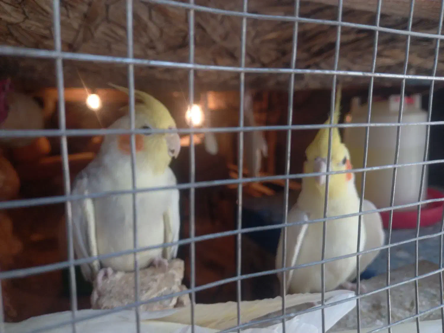 دوجفت عروس هلندی رام|پرنده|مهرستان, |دیوار