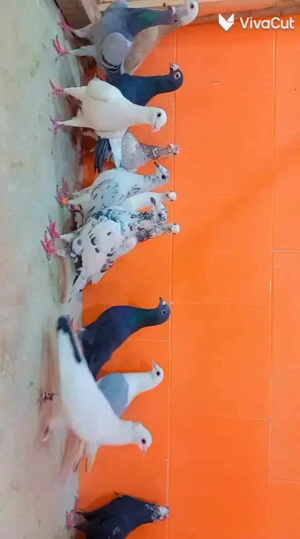 دسته‌کفتر|پرنده|یزد, |دیوار