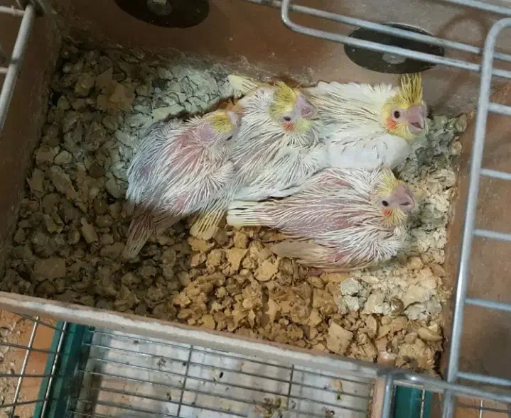 بشرط|پرنده|بوئین زهرا, |دیوار