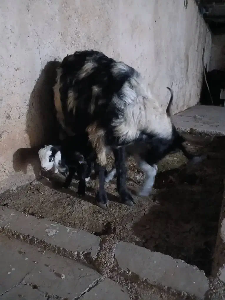 بز جفت یار|حیوانات مزرعه|اهواز, امانیه|دیوار