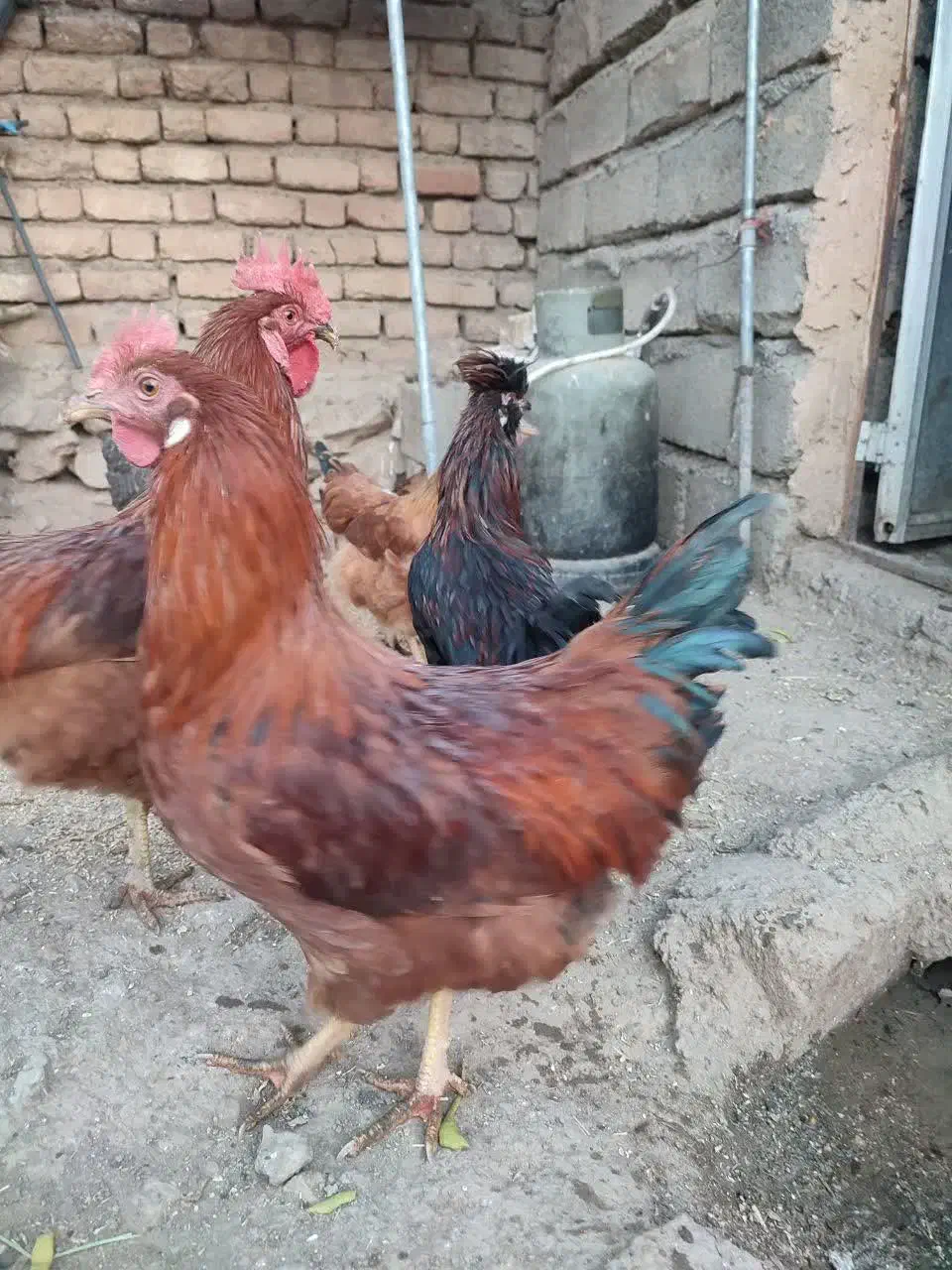 خروس|حیوانات مزرعه|دینور, |دیوار