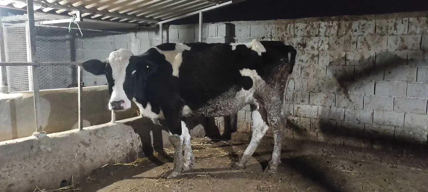 گاو قربانی|حیوانات مزرعه|سیمین شهر, |دیوار