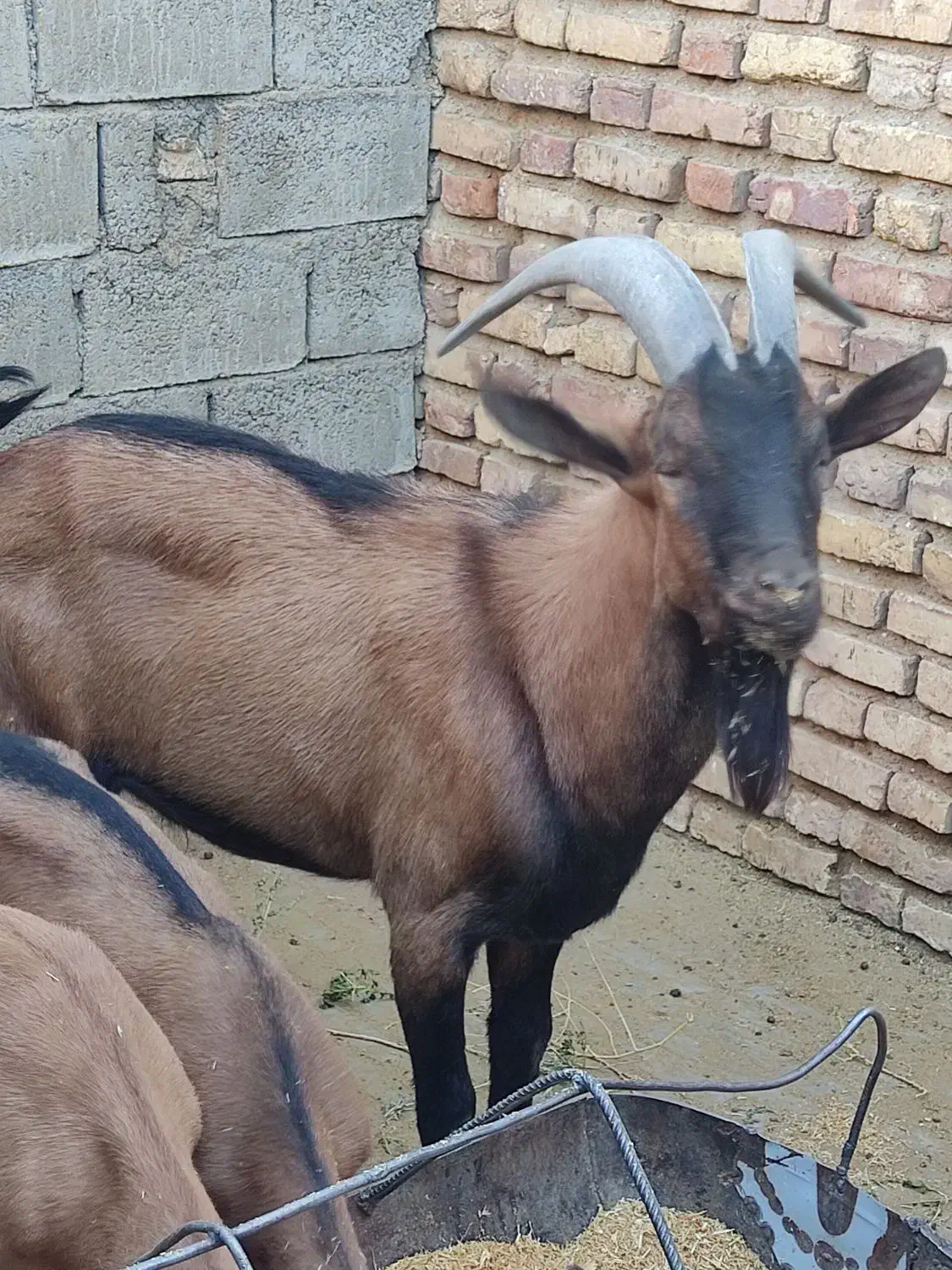 چپش آلپاین|حیوانات مزرعه|یزد, |دیوار