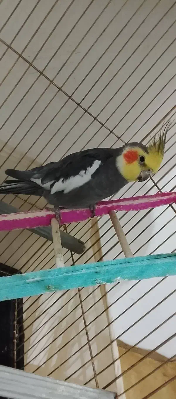 عروس هلندی|پرنده|ارس, |دیوار