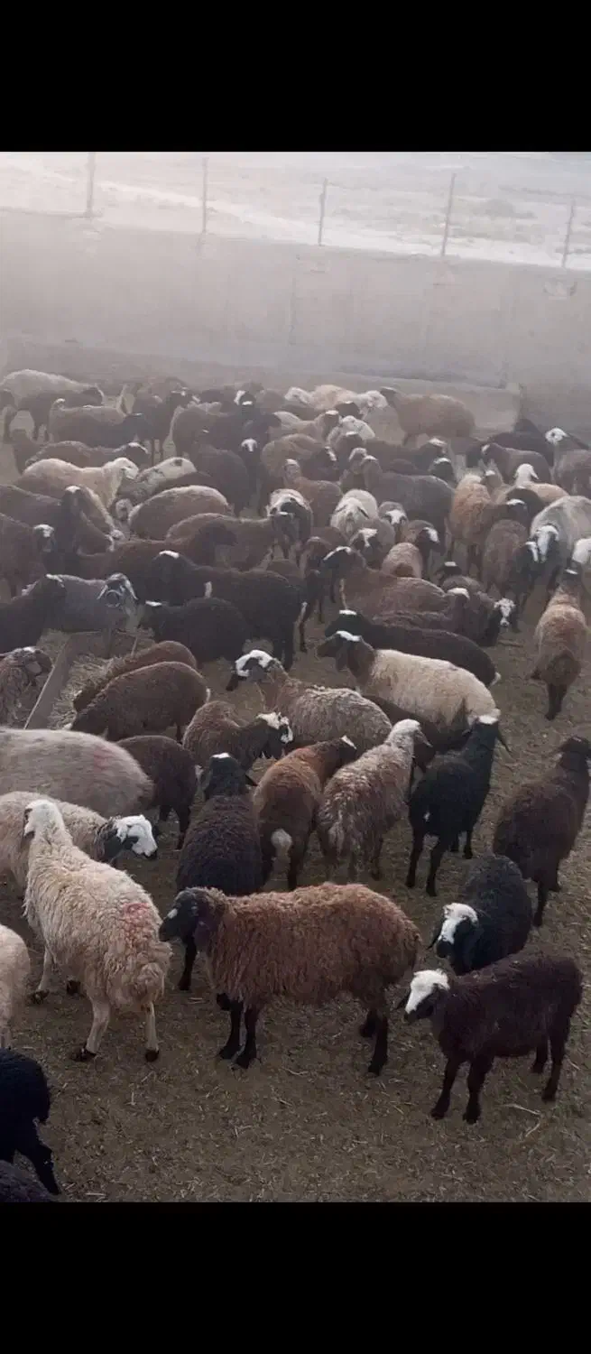 تعدادی بره|حیوانات مزرعه|محلات, |دیوار