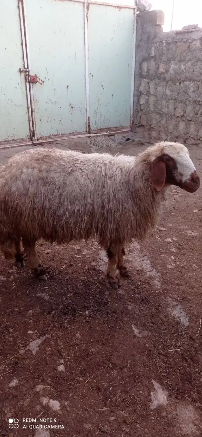 گوسفند داشتی|حیوانات مزرعه|چرداول, |دیوار