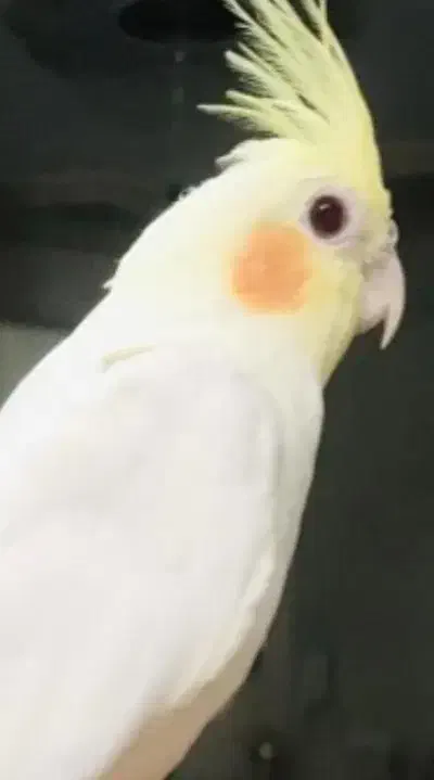 گمشده عروس|حیوانات|اصفهان, مولوی|دیوار