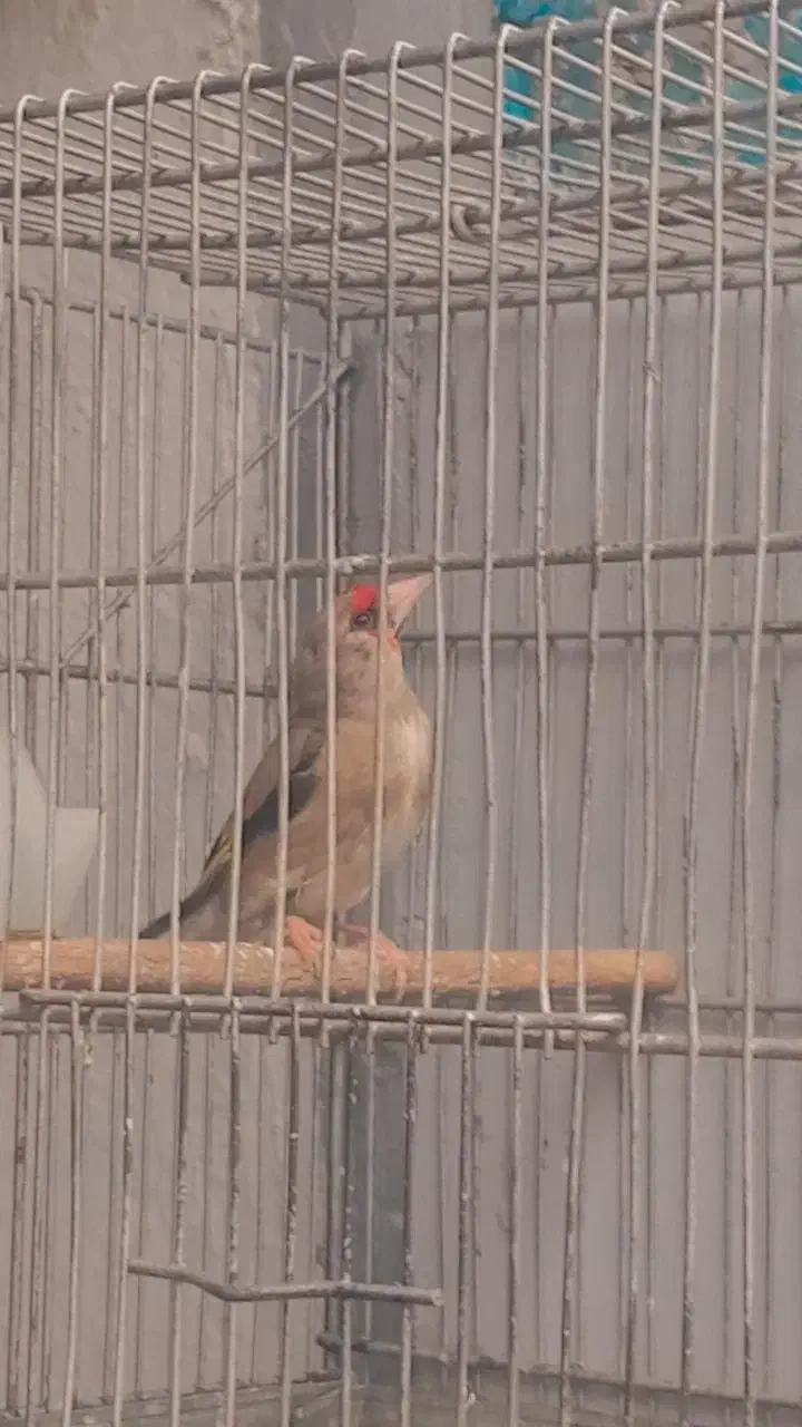 سهره نر قرص بخون|پرنده|تهران, تهرانپارس غربی|دیوار