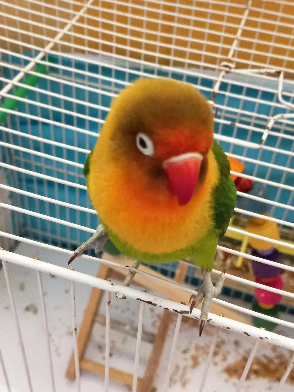 طوطی برزیلی|پرنده|رضویه, |دیوار