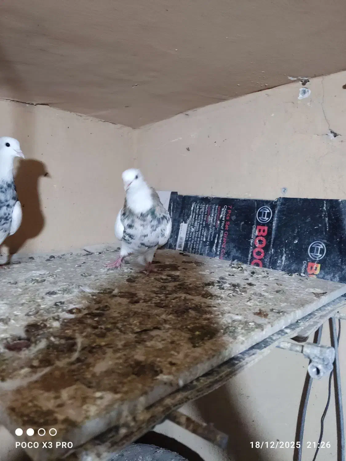 طوقی|پرنده|رباط‌کریم, مسکن مهر آبشناسان|دیوار