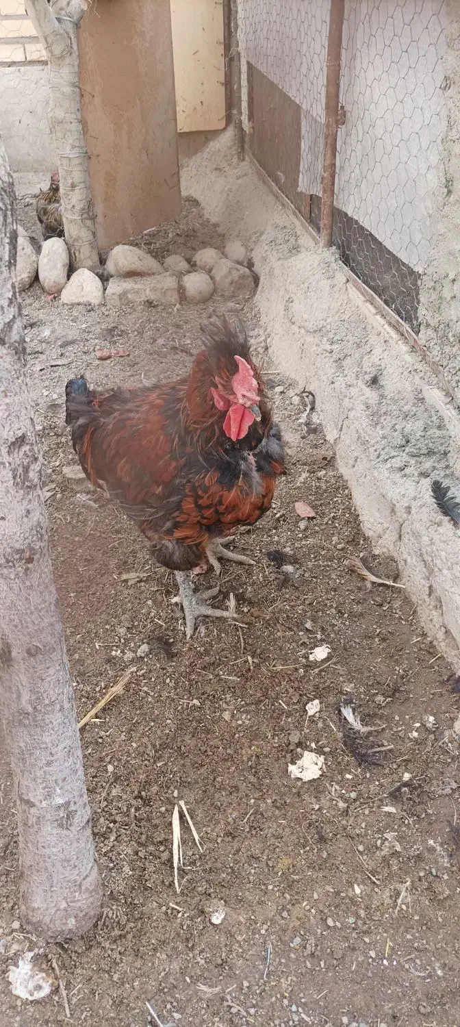 خروس|حیوانات مزرعه|معصومیه, |دیوار