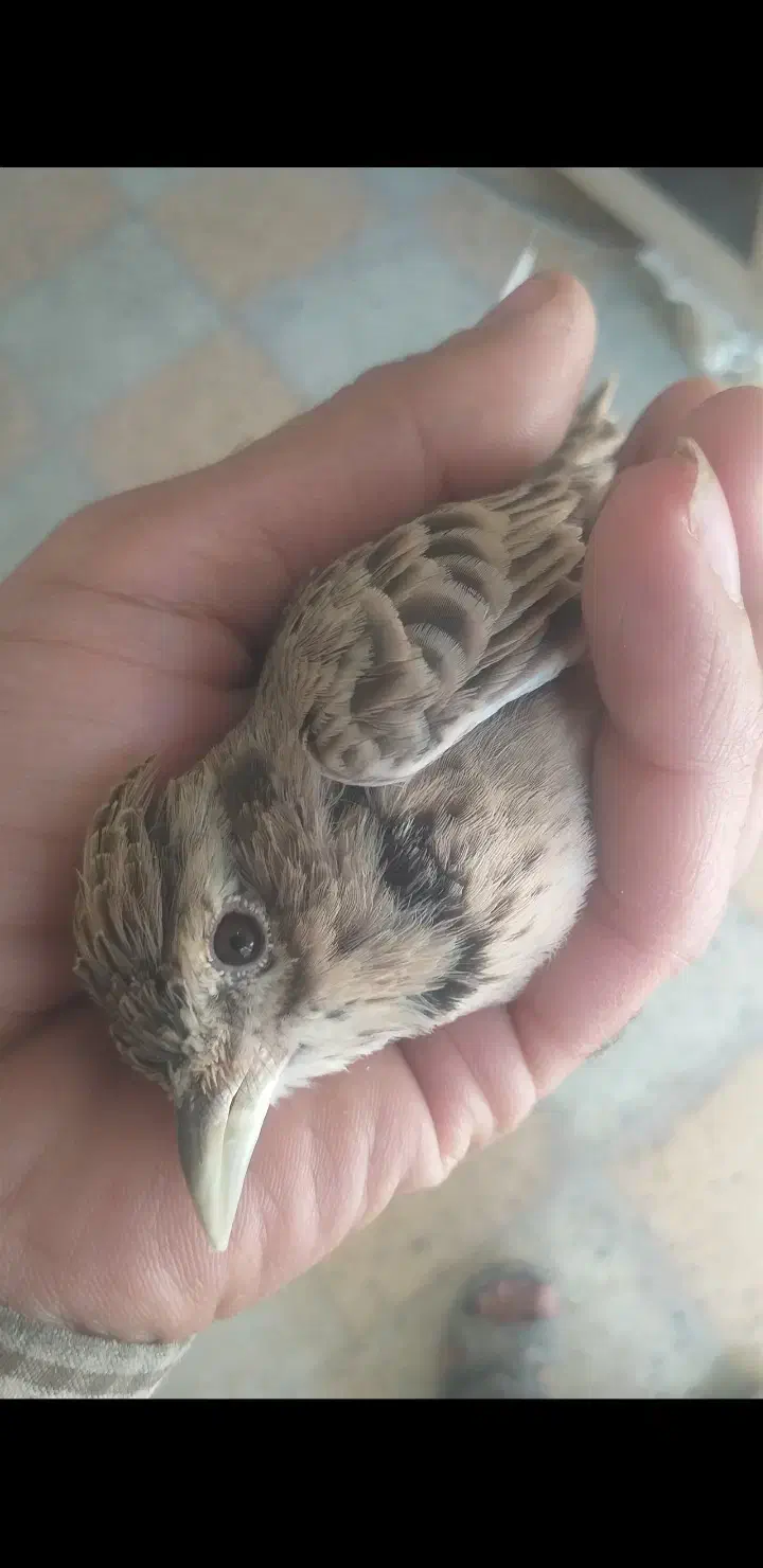 معامله|پرنده|سیرجان, |دیوار